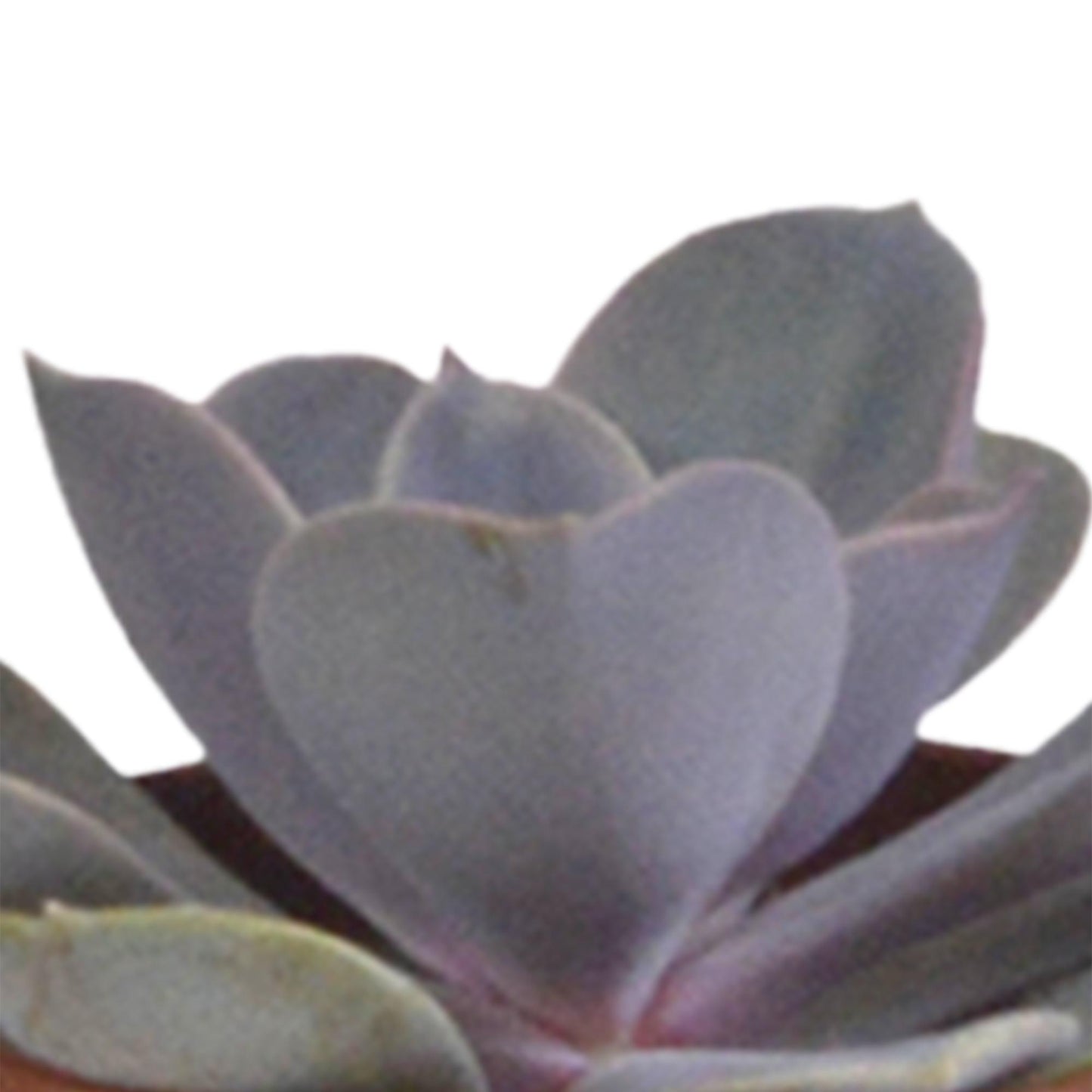 Succulentenmix in een witte pot - 5 stuks - Vivaflorique