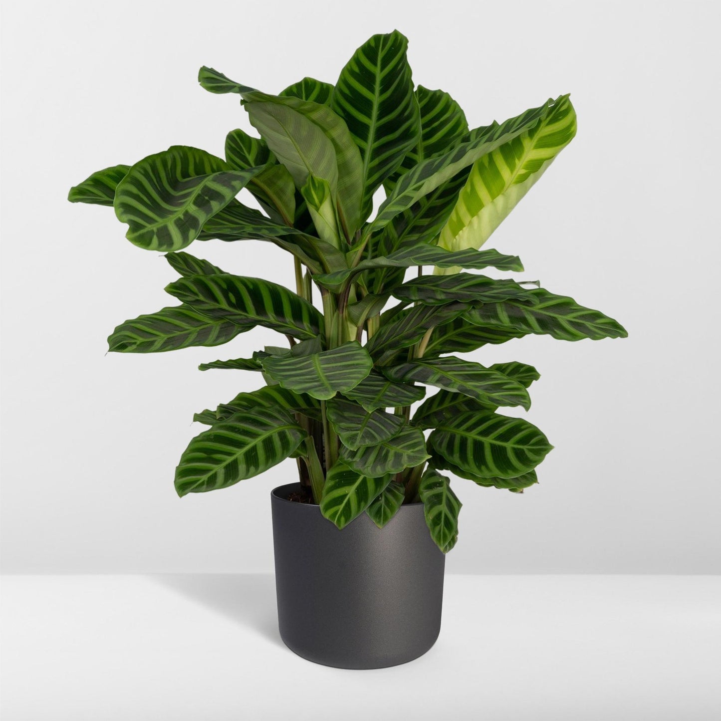 Calathea Zebrina - Pauwenplant - Vivaflorique