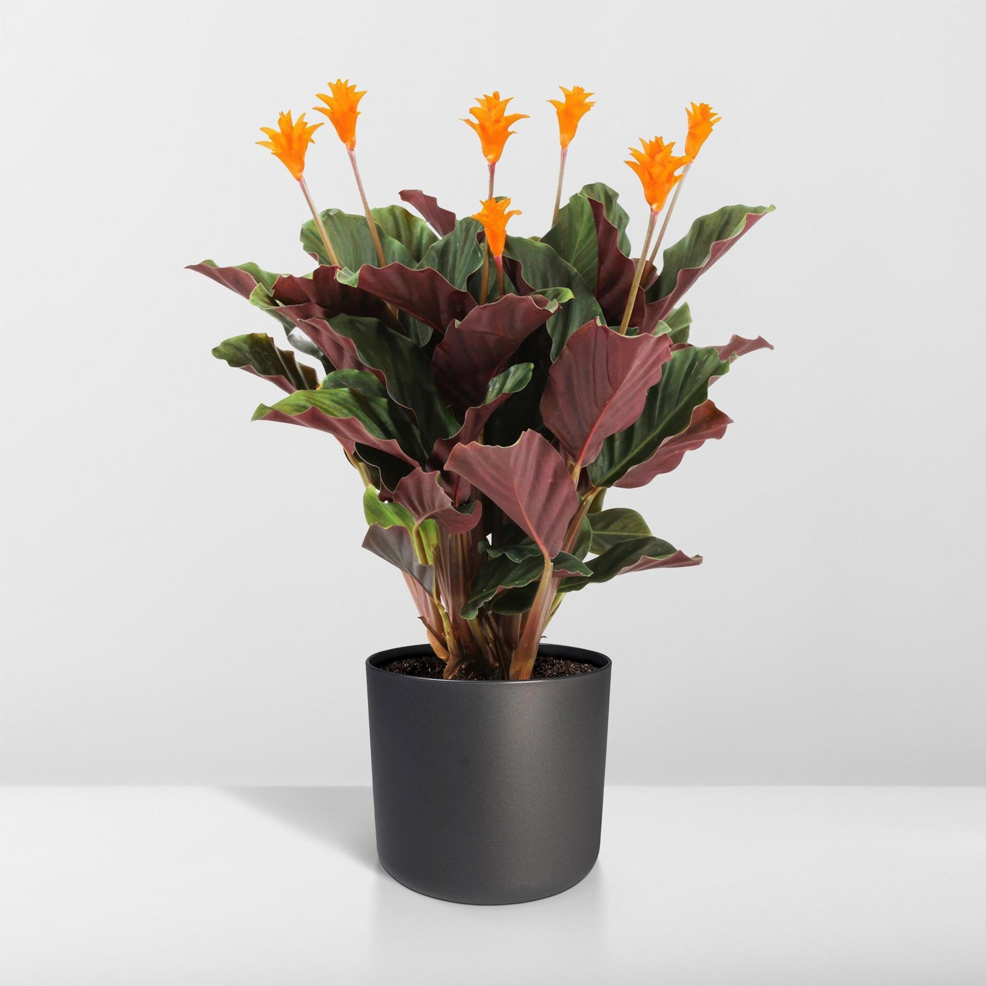 Calathea Crocata - Vivaflorique