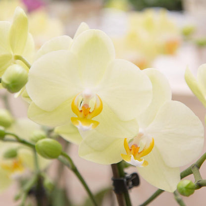 Gelbe Phalaenopsis-Orchidee - Mexiko - Vivaflorique