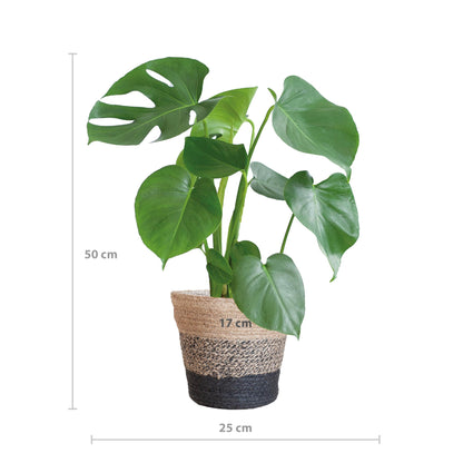 Monstera Deliciosa met Lissabon mand zwart - Vivaflorique