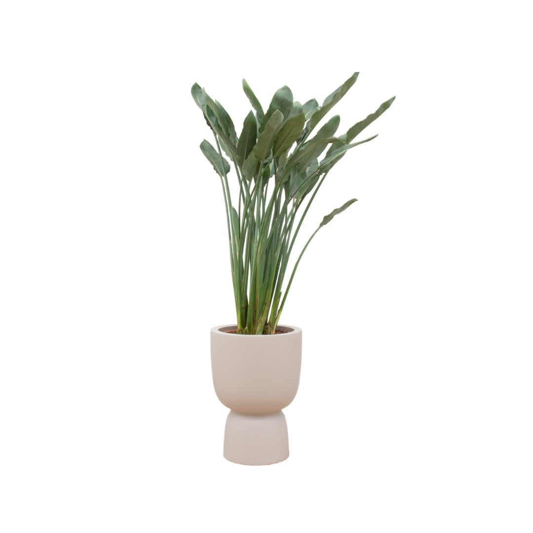 Strelitzia Reginae inclusief elho® pot - Vivaflorique