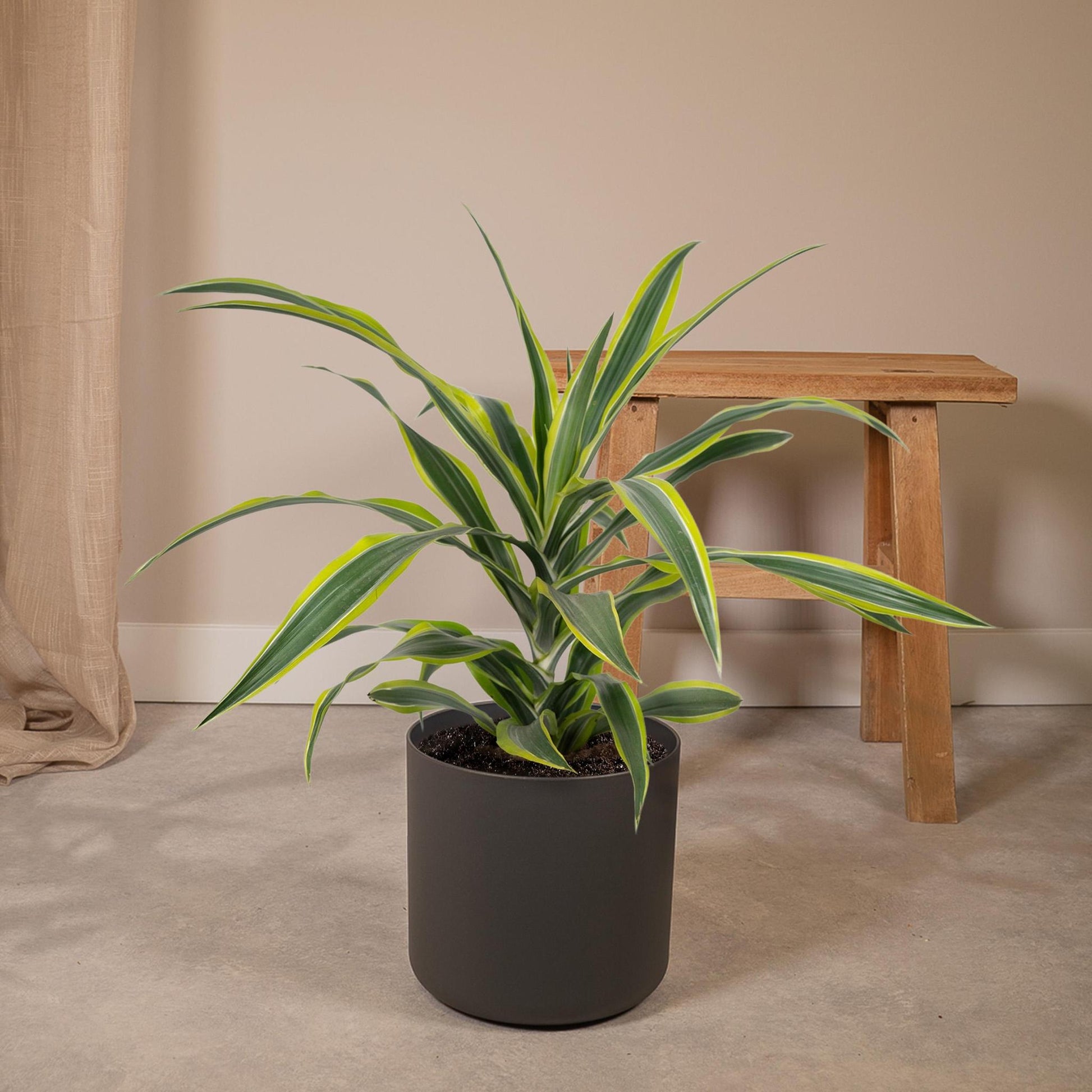 Dracaena Fragrans Lemon Lime - Vivaflorique