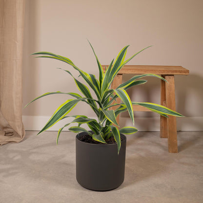 Dracaena Fragrans Lemon Lime - Vivaflorique