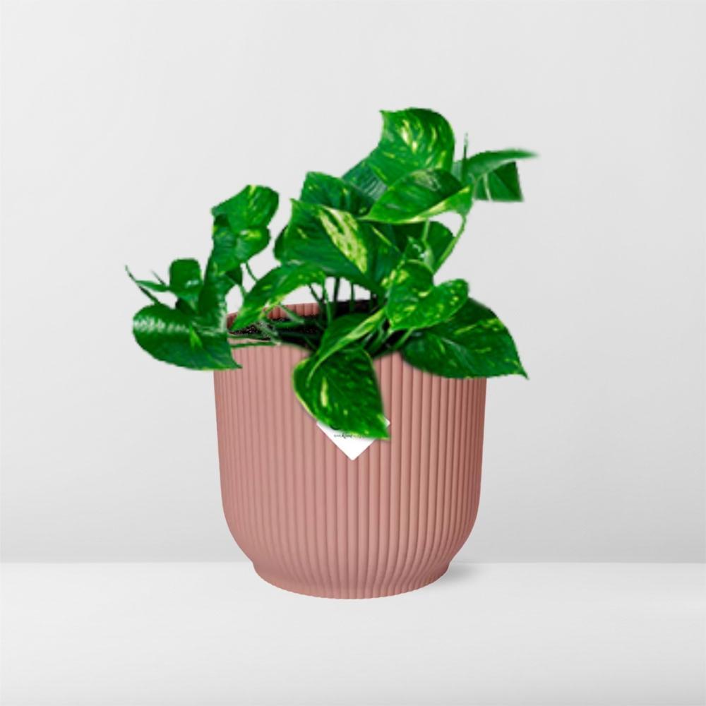 Epipremnum Pinnatum ‘Aureum’ in elho® Vibes pot roze - Vivaflorique