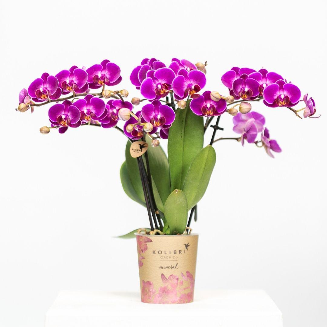 Paar Phalaenopsis Orchideen - Morelia - Vivaflorique