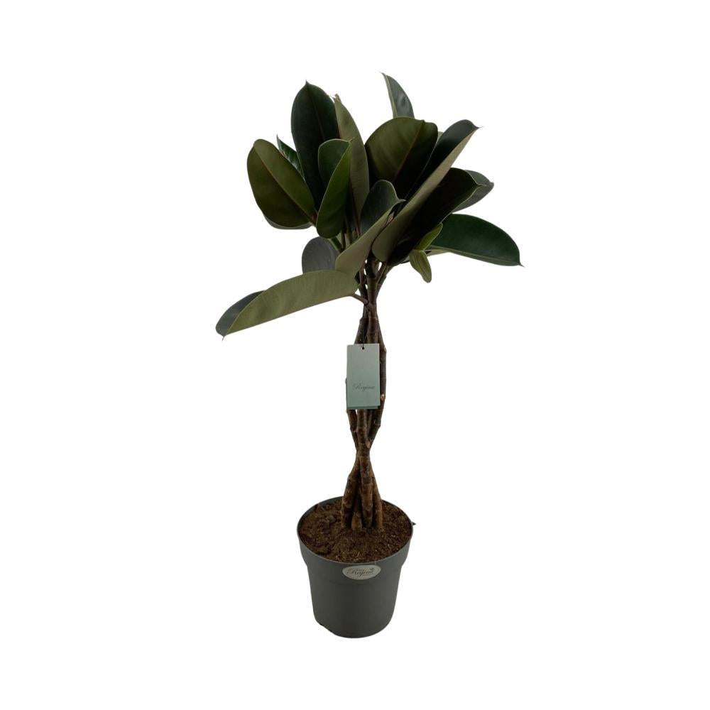 Ficus Elastica Burgundy - Vivaflorique