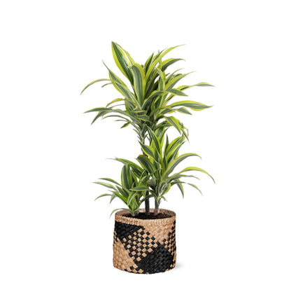 Dracaena Lemon Lime inclusief elho® pot - Vivaflorique