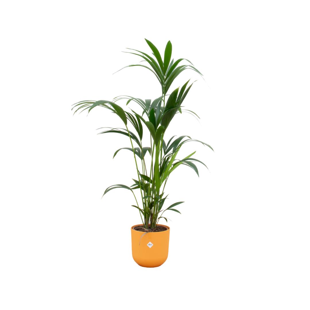 Kentia palm inclusief elho® Jazz Round - Vivaflorique