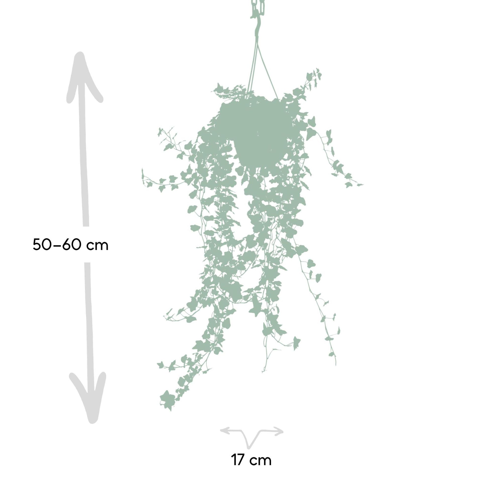 Hedera Wonder Green Hang - Vivaflorique