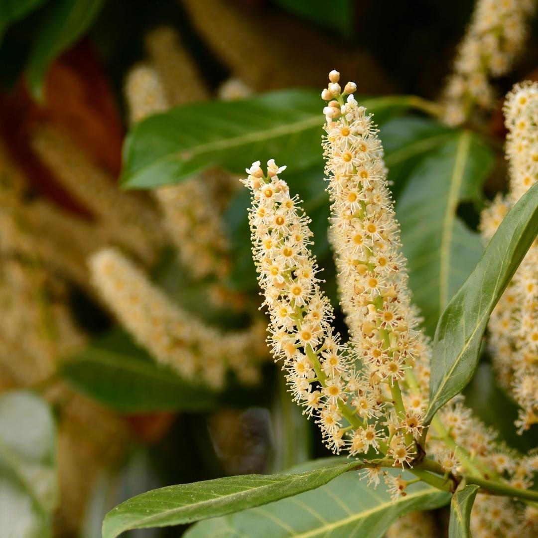 25x laurierkers planten voor 10 strekkende meter heg - Vivaflorique