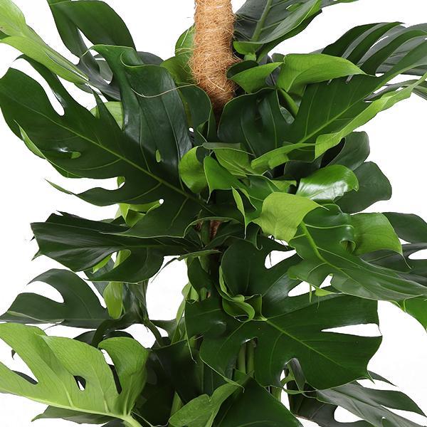 Monstera Deliciosa op mosstok in elho® pot - Vivaflorique