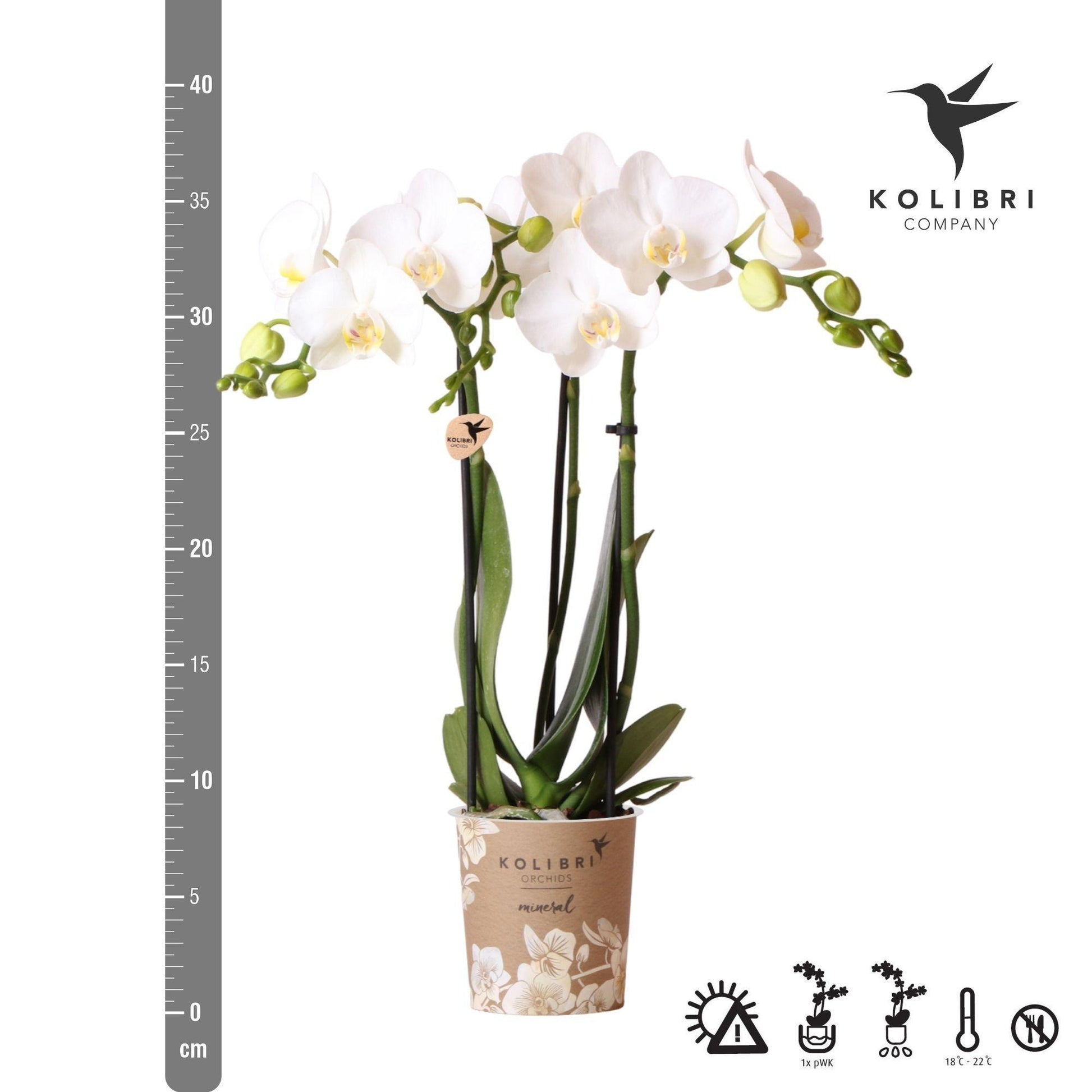 Phalaenopsis Orchidee - Amabilis - Vivaflorique