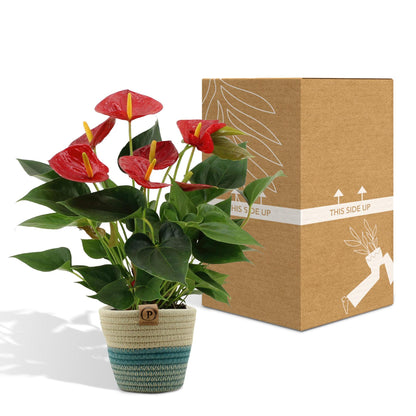 Anthurium andreanum Diamantrot inclusief pot - Vivaflorique