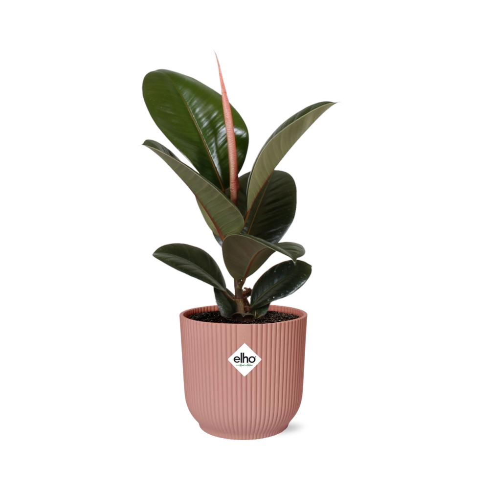 Ficus Elastica ‘Robusta’ inclusief elho® Vibes Fold - Vivaflorique