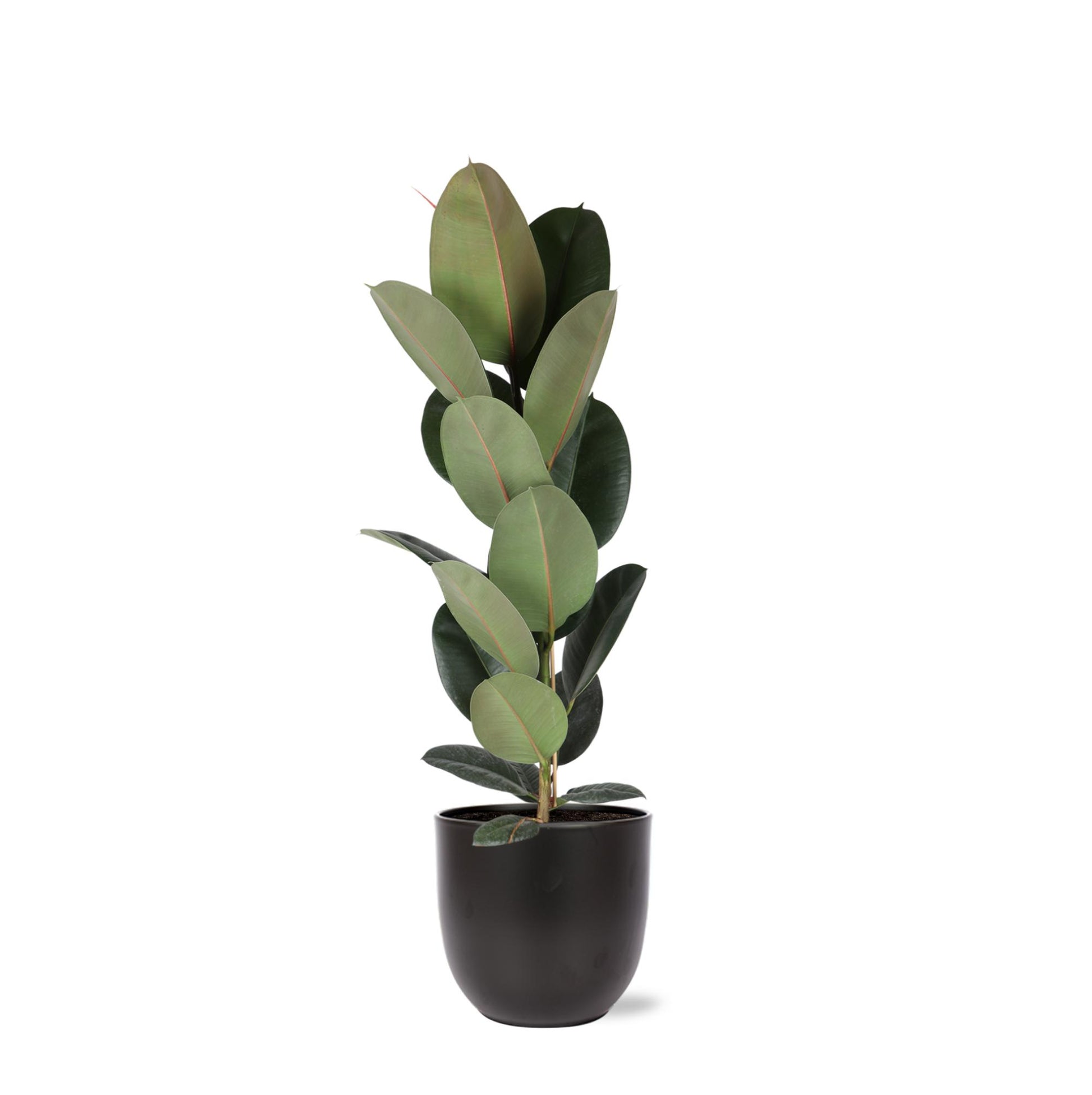 Ficus Elastica Robusta inclusief elho® pot - Vivaflorique