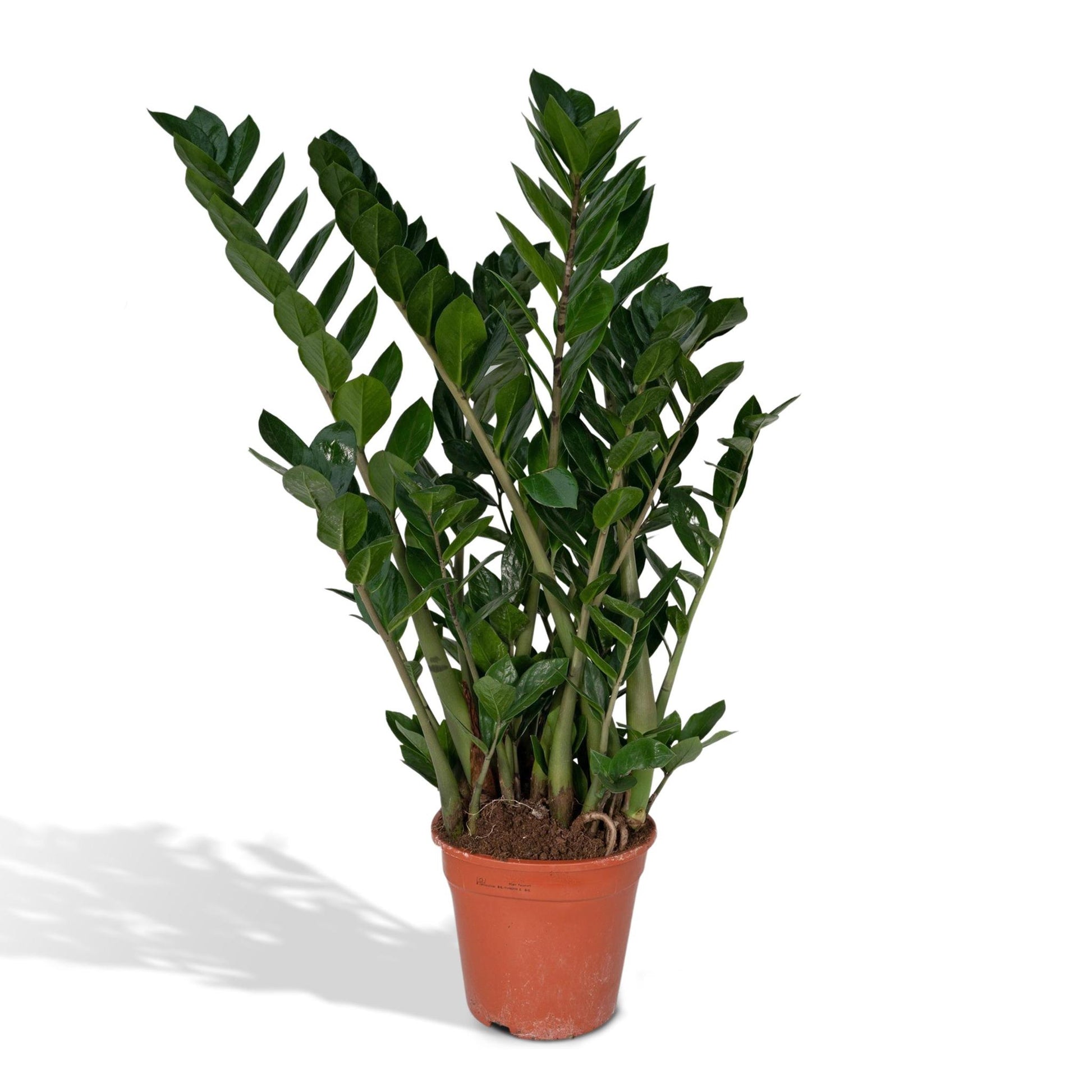 Zamioculcas Zamiifolia - Smaragdpalme - Vivaflorique