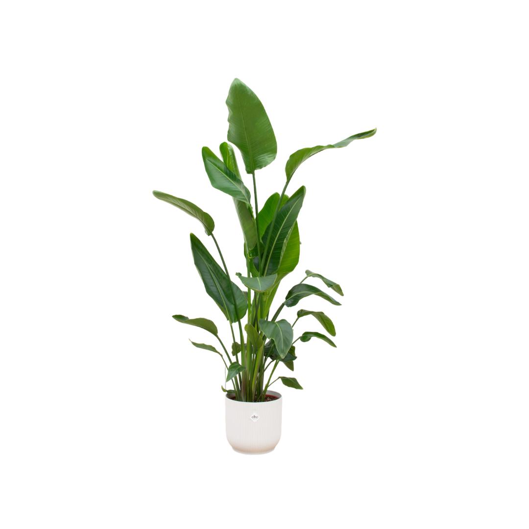 Strelitzia inclusief elho® pot - Vivaflorique