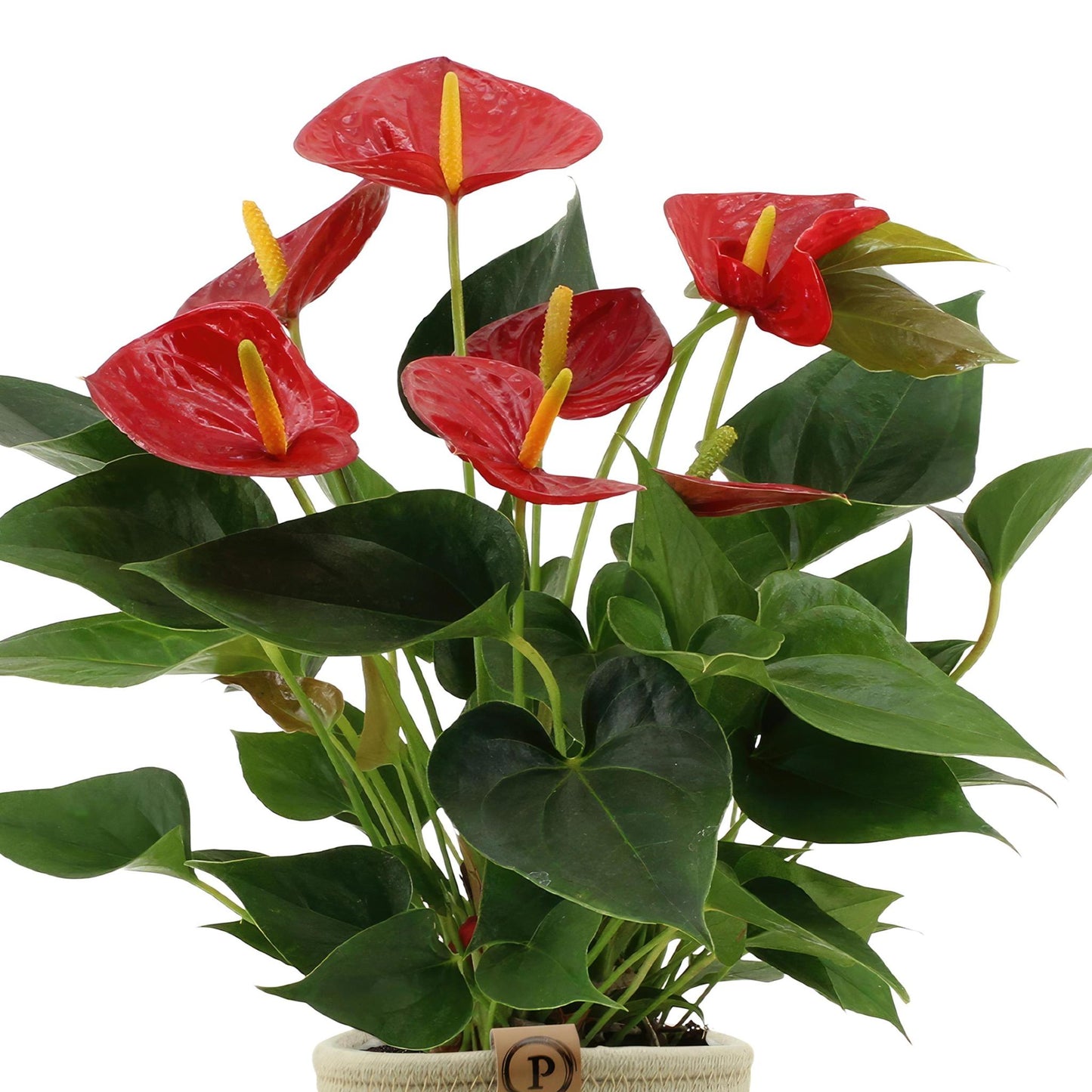 Anthurium andreanum Diamantrot inclusief pot - Vivaflorique