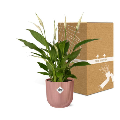 Spathiphyllum orelli in elho® Vibes roze pot - Vivaflorique