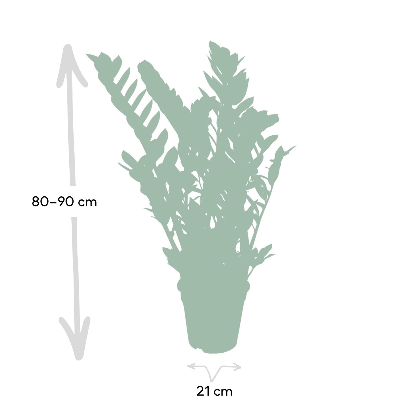 Zamioculcas Zamiifolia - Smaragdpalme - Vivaflorique