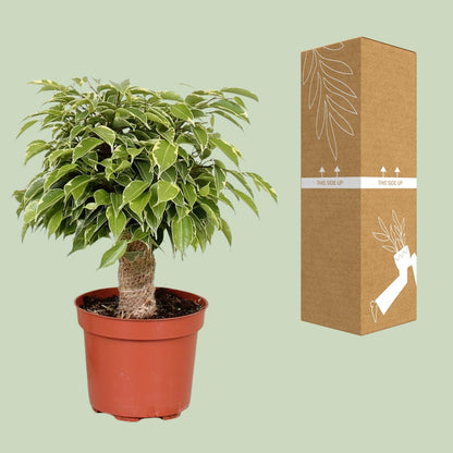 Ficus Benjamina Kinky - Vivaflorique