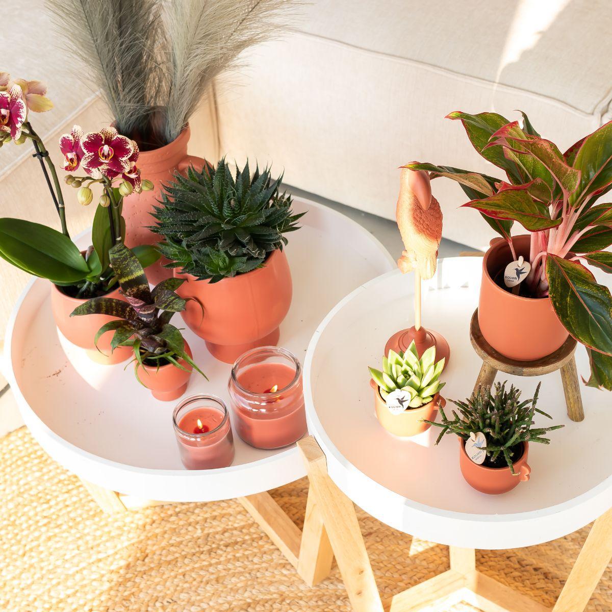 Phalaenopsis Orchidee geel/rood in scandinavische terracotta pot - Vivaflorique