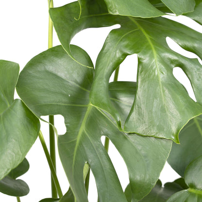 Monstera Deliciosa - Monkey leaf - Vivaflorique