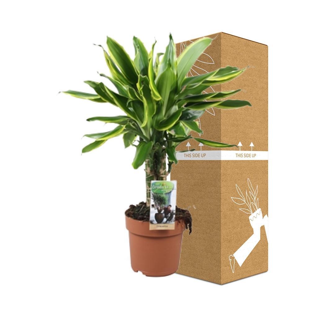 Dracaena Golden Coast - Vivaflorique