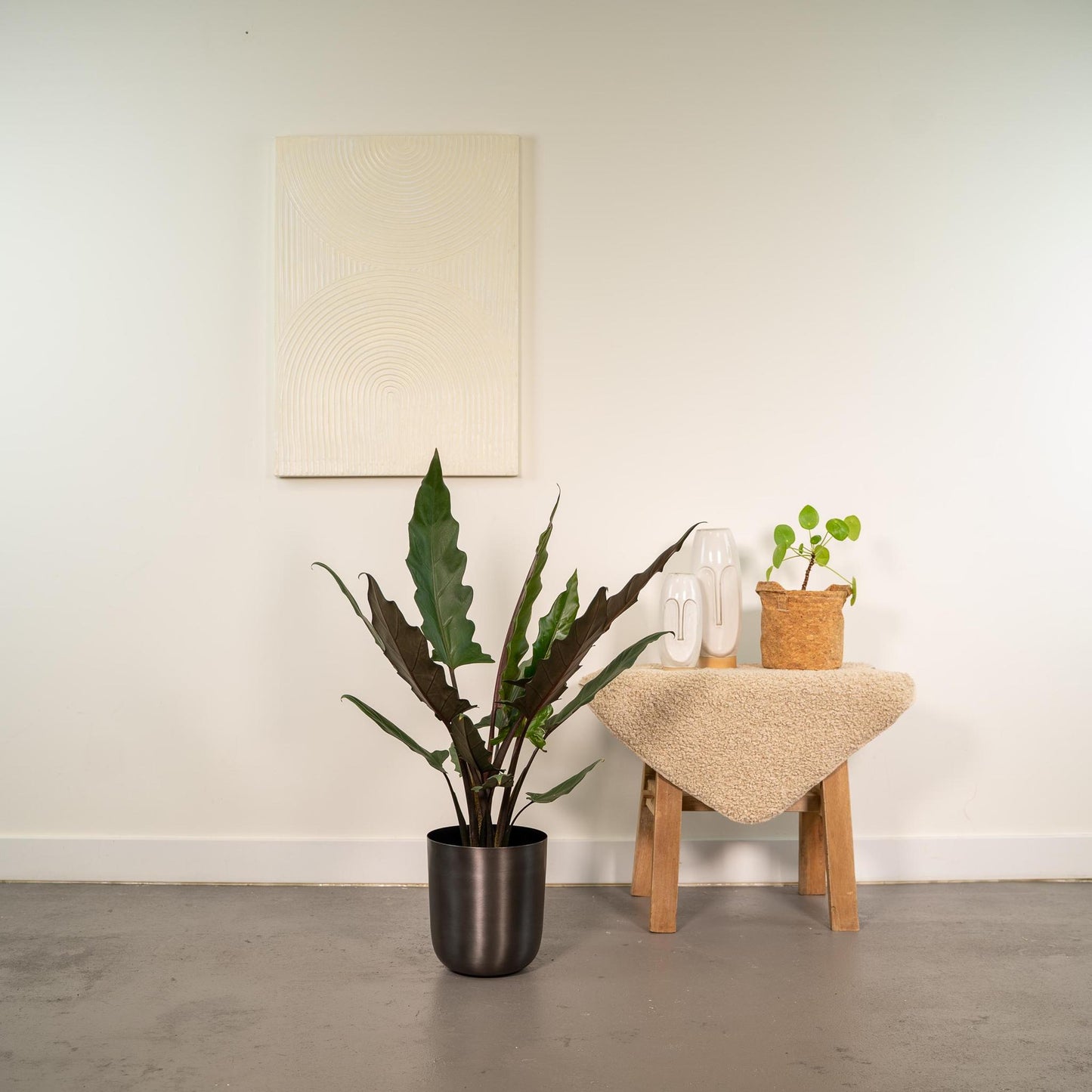 Alocasia Lauterbachiana in pot - Vivaflorique