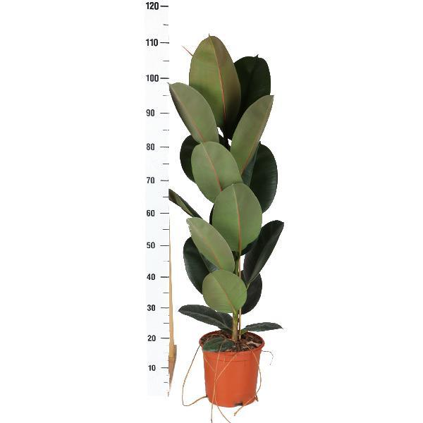 Ficus Elastica Robusta inclusief elho® pot - Vivaflorique