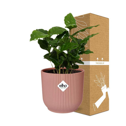 Coffea Arabica in elho® pot - Vivaflorique