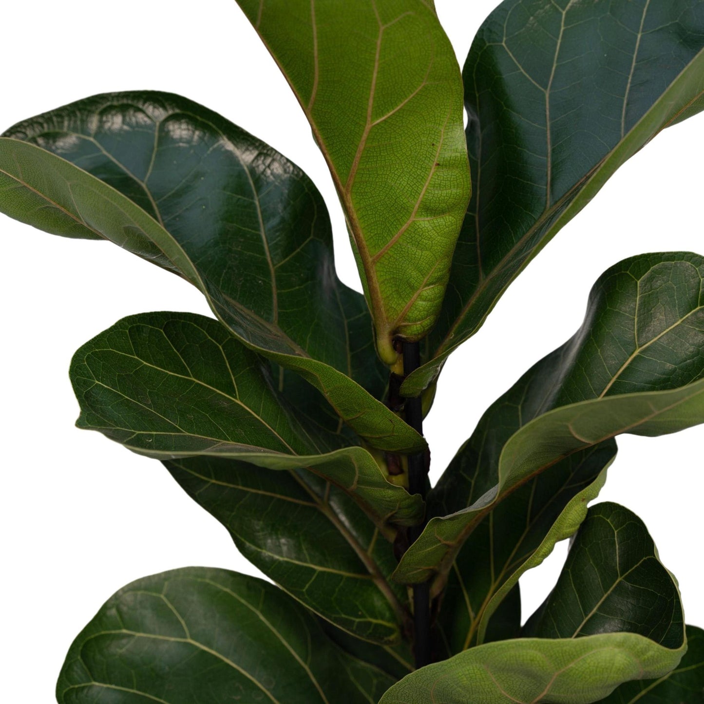 Ficus Lyrata - Vivaflorique