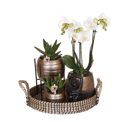 Cadeaupakket keramiek - orchidee - Vivaflorique