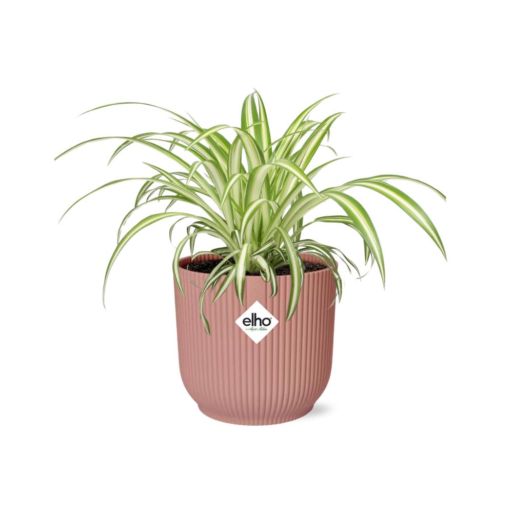 Chlorophytum Comosum Variegatum in elho® vibes pot - Vivaflorique