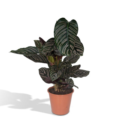 Calathea Ornata - Vivaflorique