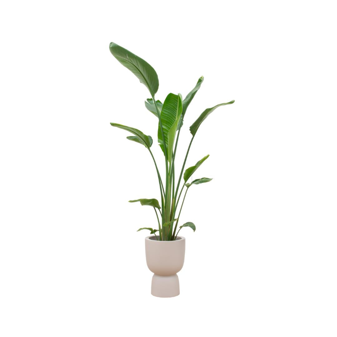 Strelitzia Augusta multi stam inclusief elho® Pure Coupe - Vivaflorique