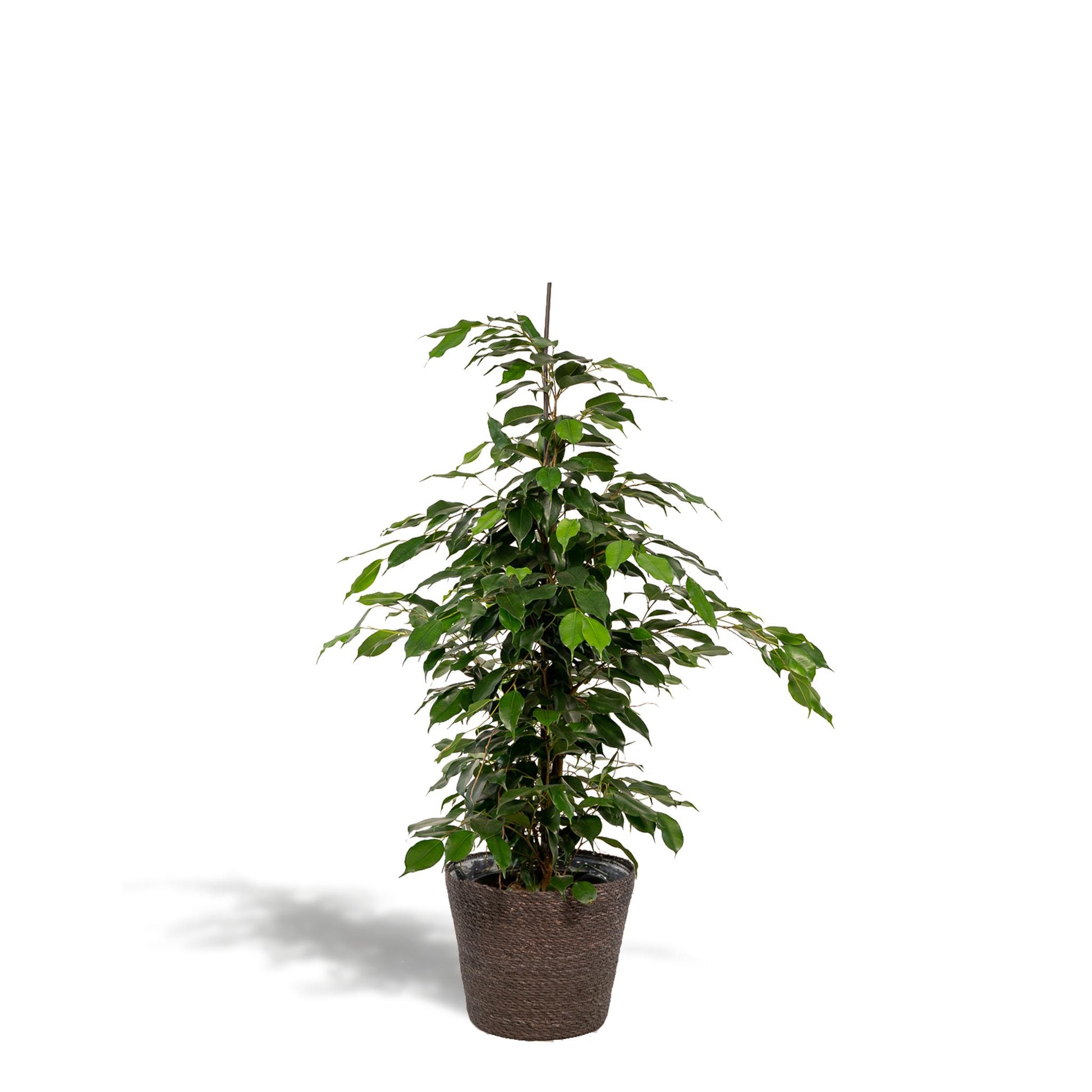 Ficus benjamina Danielle in Mand Igmar - Vivaflorique