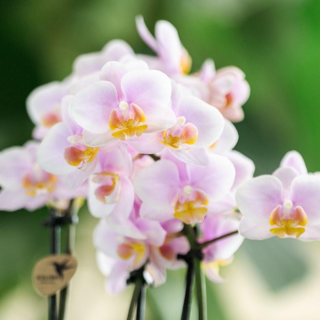 phalaenopsis orchidee - roze - Andorra - Vivaflorique