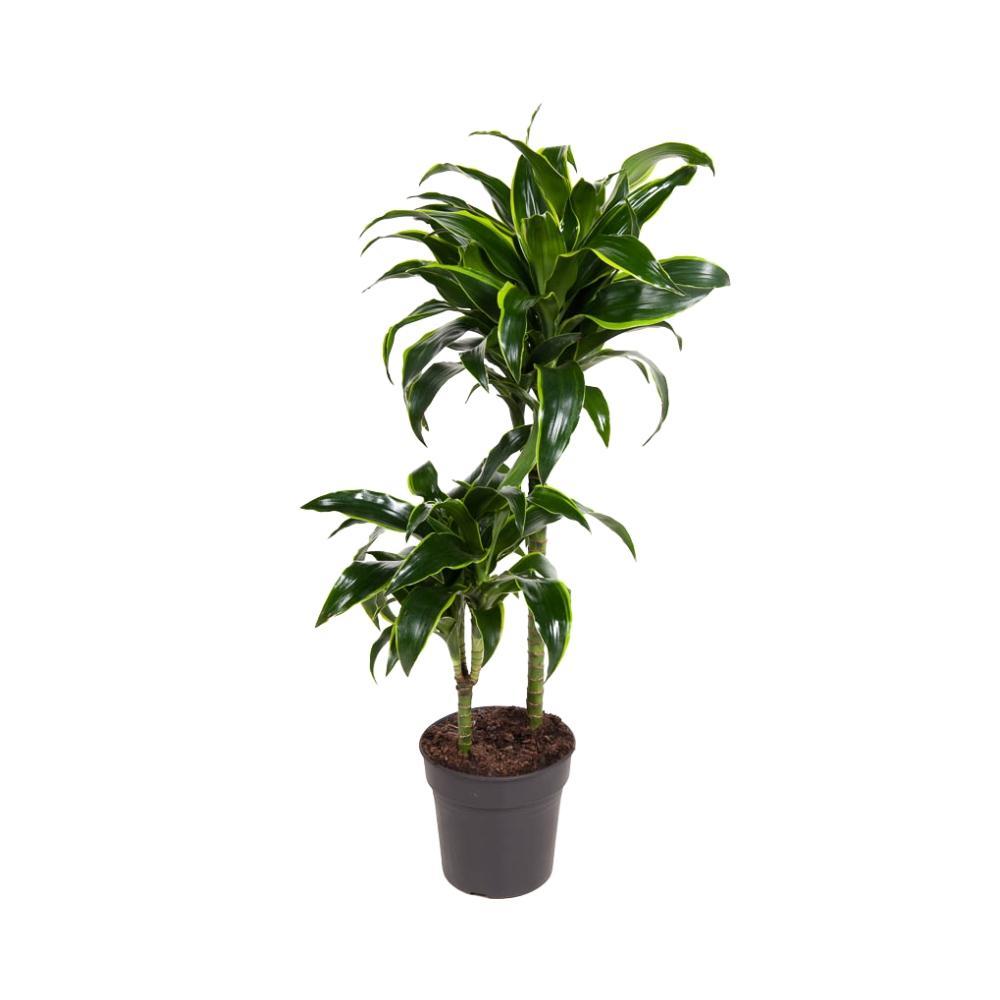 Dracaena Dorado - Vivaflorique