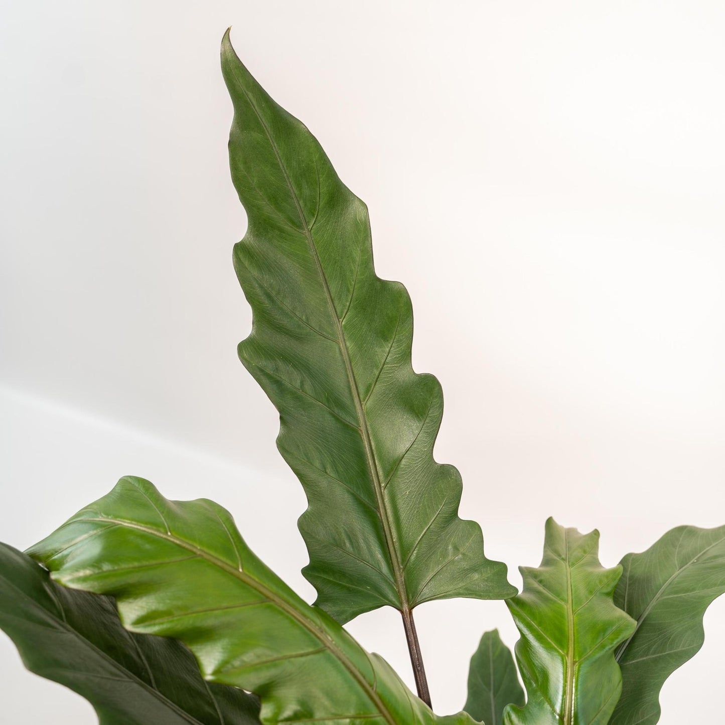 Alocasia Lauterbachiana in pot - Vivaflorique