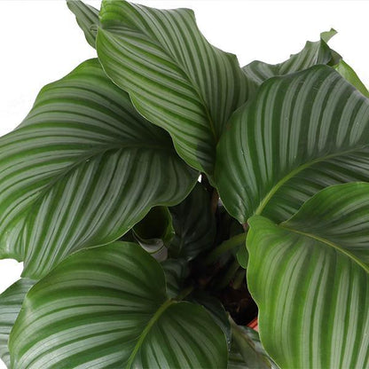 Calathea Orbifolia inclusief elho® pot - Vivaflorique