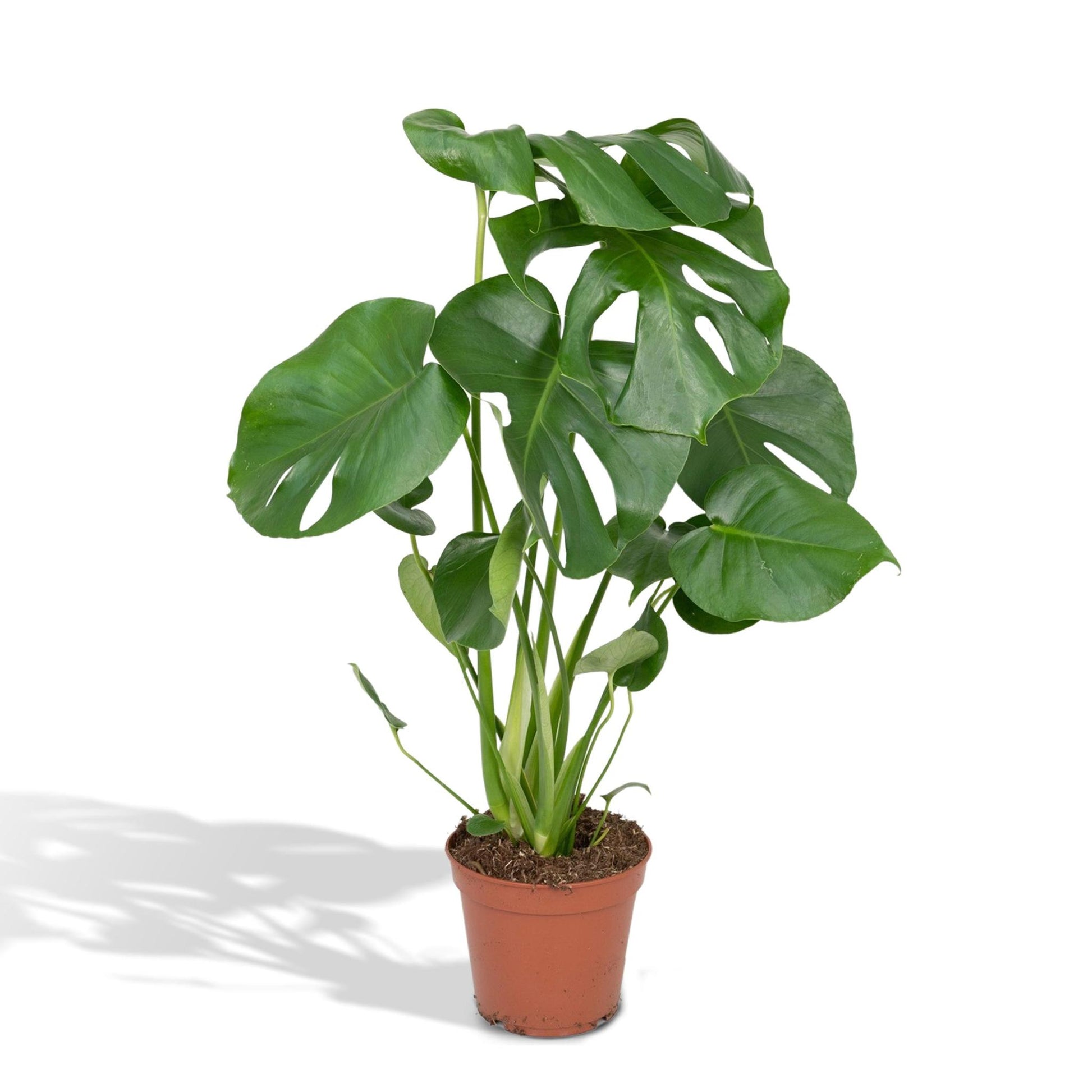 Monstera Deliciosa - Monkey leaf - Vivaflorique