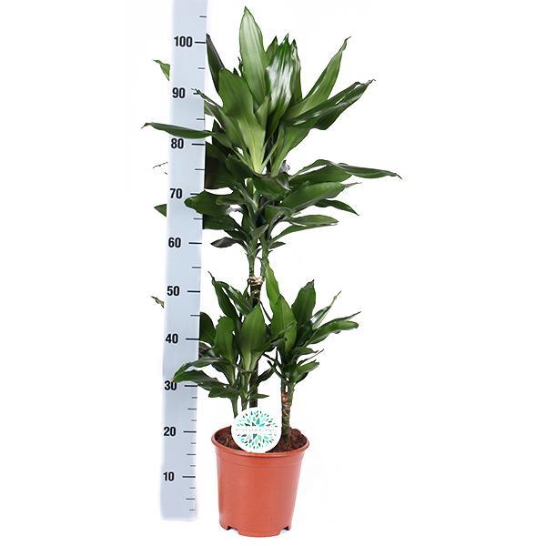 Dracaena Janet Lind inclusief elho® pot - Vivaflorique