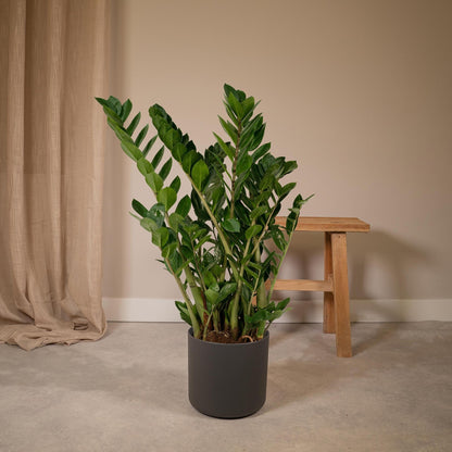 Zamioculcas Zamiifolia - Smaragdpalme - Vivaflorique