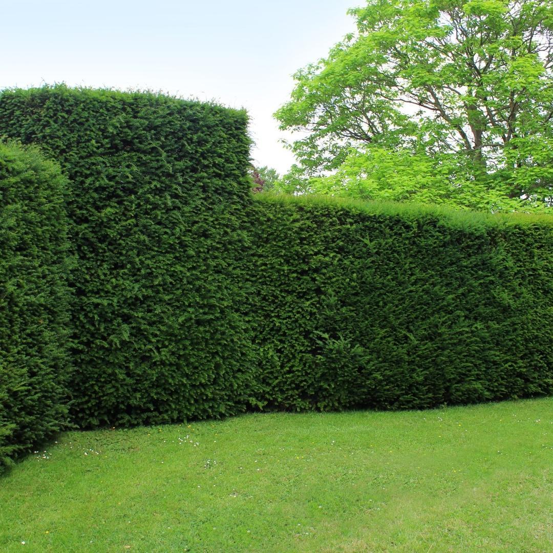 25x Taxus planten voor 10 strekkende meter heg - Vivaflorique