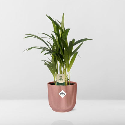 Dypsis Lutescens (Areca) in elho® Vibes pot roze - Vivaflorique