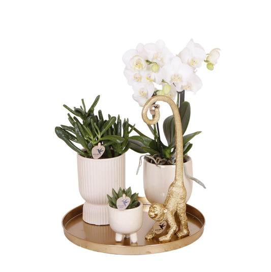 Cadeaupakket Luxury Living - orchidee - Vivaflorique