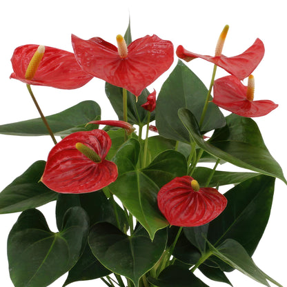 Anthurium andreanum Esudo inclusief pot - Vivaflorique