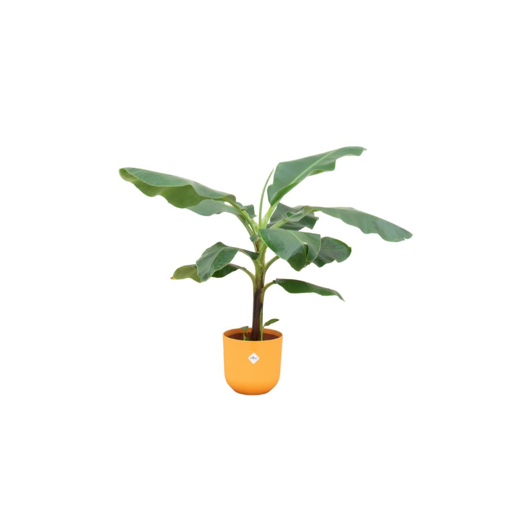 Bananenplant (Musa) inclusief elho® pot - Vivaflorique